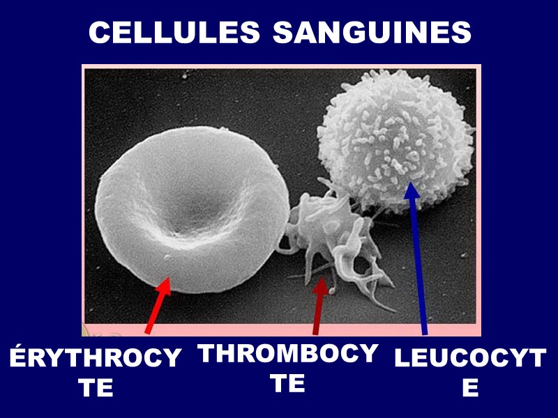 CELLULES SANGUINES ÉRYTHROCYTE THROMBOCYTE LEUCOCYTE